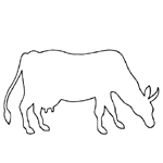 lehmä